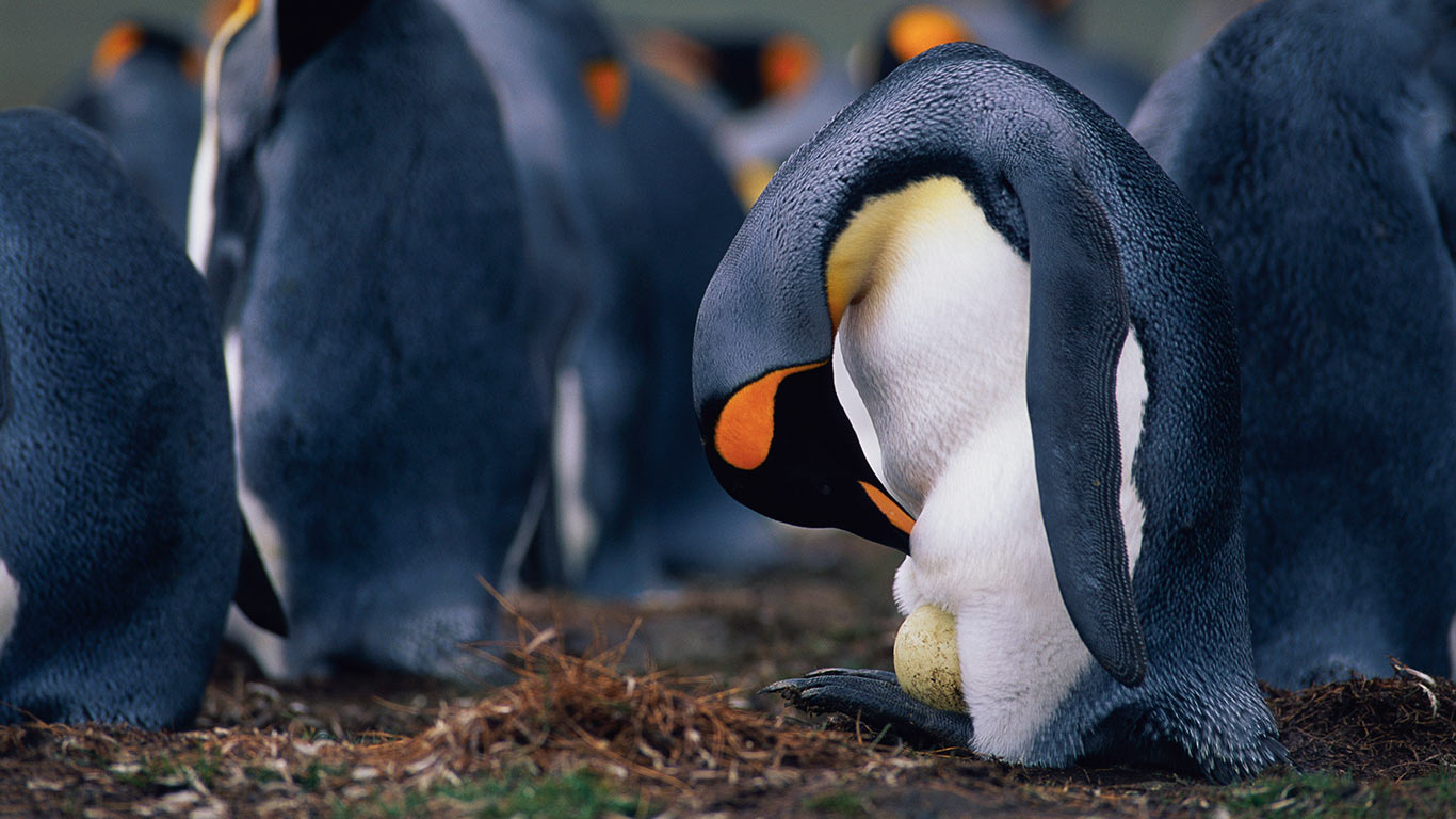 鸟类好爸爸 | 企鹅爸爸正在检查蛋的情况 (© McDonald Wildlife Photography Inc./Getty Images) - 2026/06/21