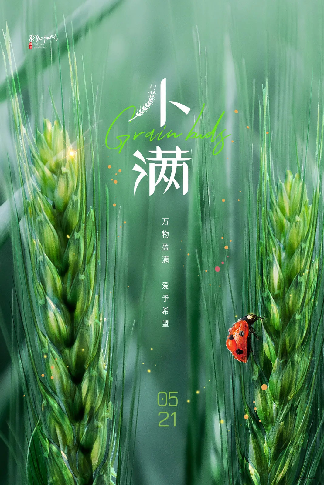 100 套小满节气海报 PSD 格式模板,中国传统节气源文件合集