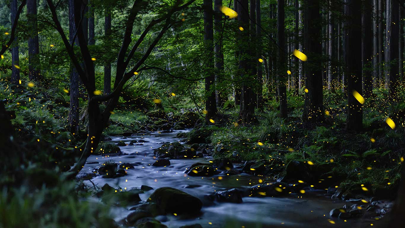 流光之诗 | 小溪上方的萤火虫,冈山县,日本 (© tdub303/Getty Images) - 2026/07/03