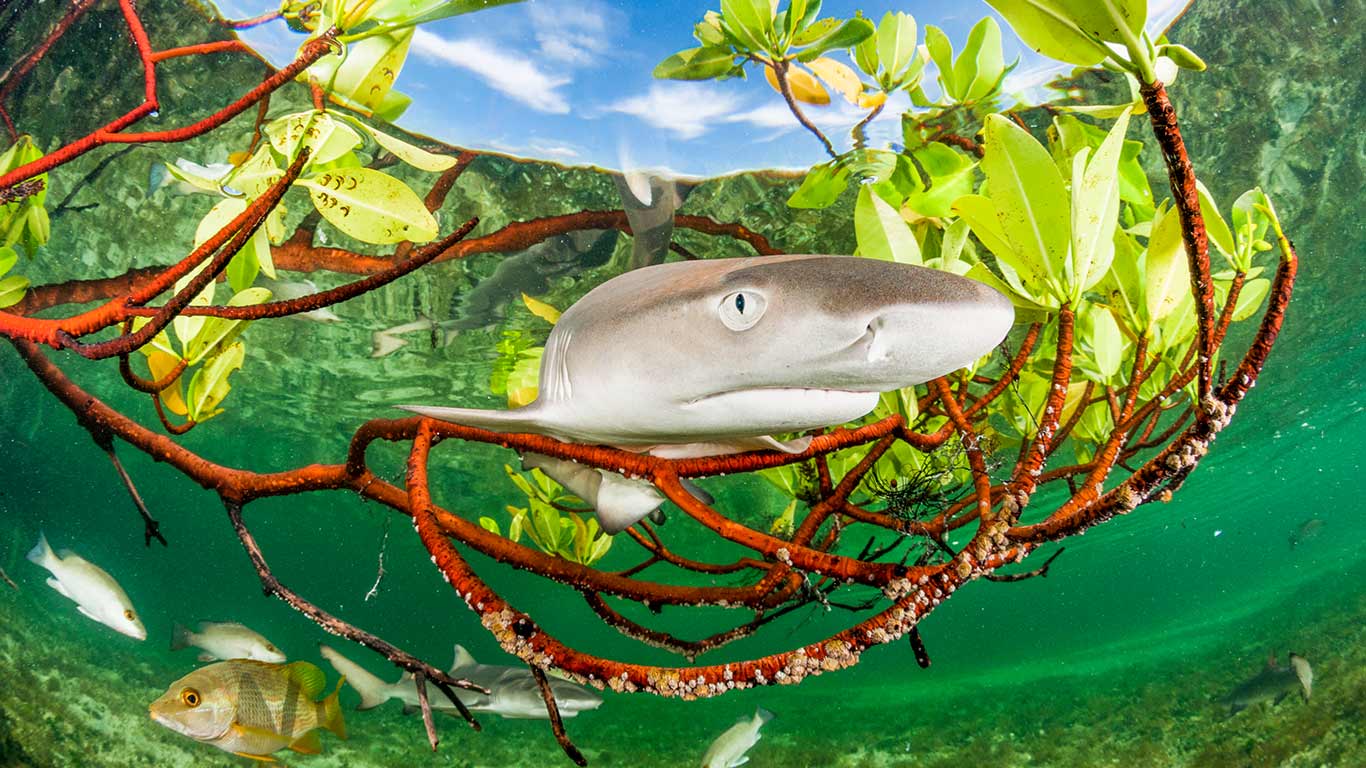 奇妙的真相 | 柠檬鲨幼崽在红树林中,伊柳塞拉岛,巴哈马 (© Shane Gross/Nature Picture Library) - 2026/07/14