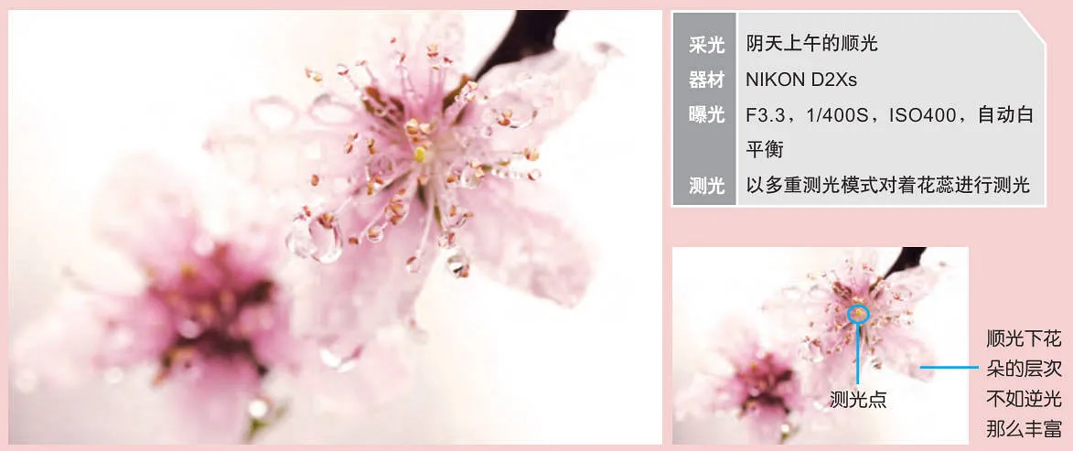 花朵怎么拍才不俗:顺光、侧光、逆光拍摄对比
