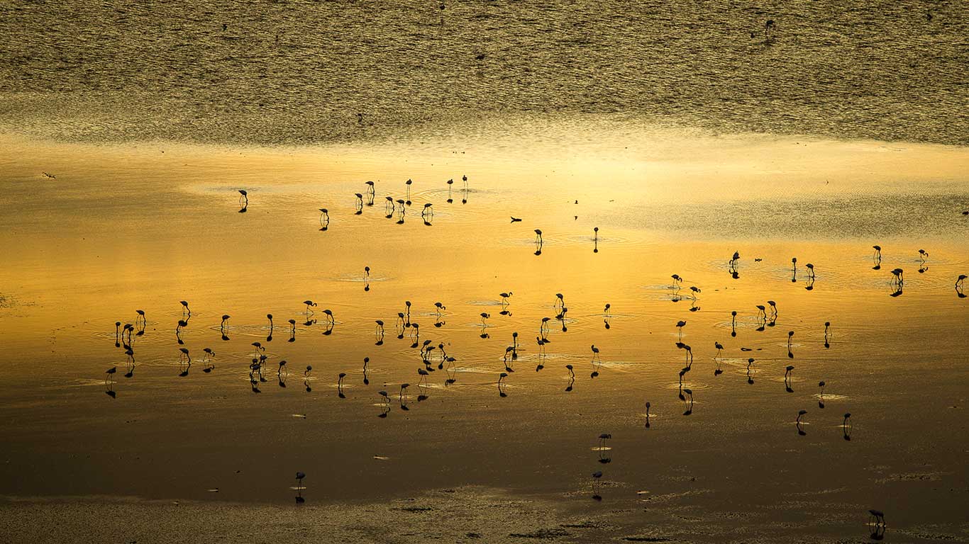 湖水、野生动物与奇景 | 日出时的小红鹳群,马加迪湖,肯尼亚 (© Denis-Huot/Nature Picture Library) - 2026/08/27