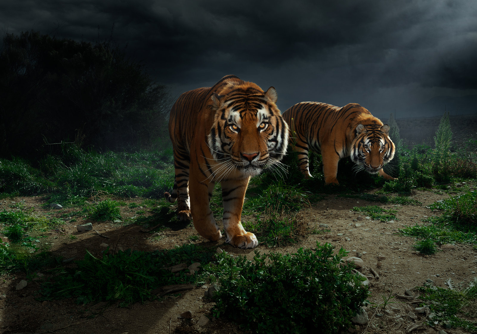 Tigers photographed near Phoenix, Arizona by commercial photographer Blair Bunting — wildlife portraits captured on location for conservation and editorial storytelling.