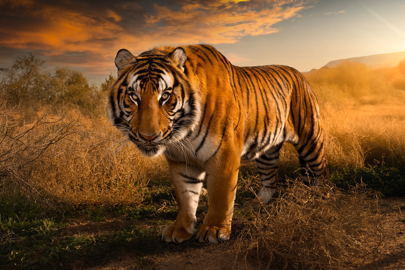 Tigers photographed near Phoenix, Arizona by commercial photographer Blair Bunting — wildlife portraits captured on location for conservation and editorial storytelling.