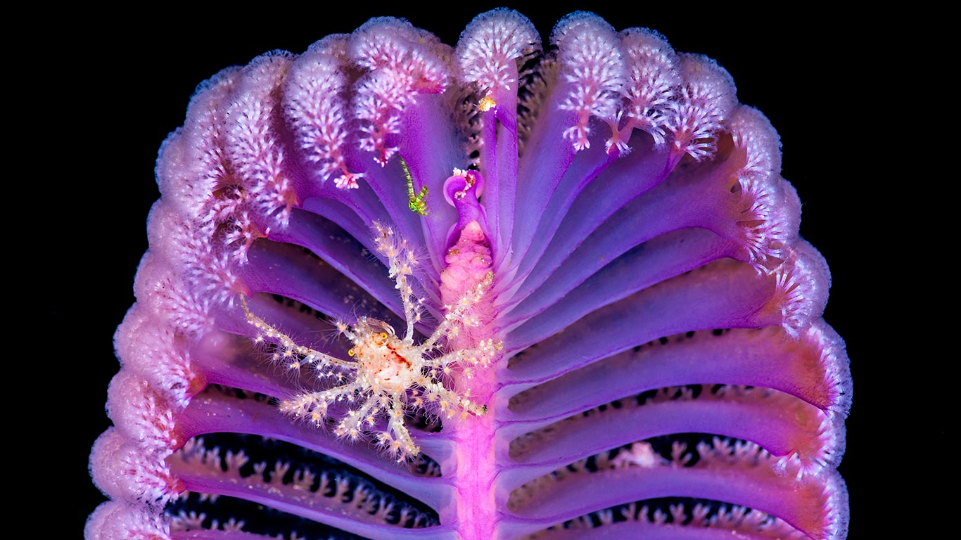 深海夜花园 | 海笔上的装饰蟹,科莫多国家公园,印度尼西亚 (© Alex Mustard/Nature Picture Library) - 2026/09/27