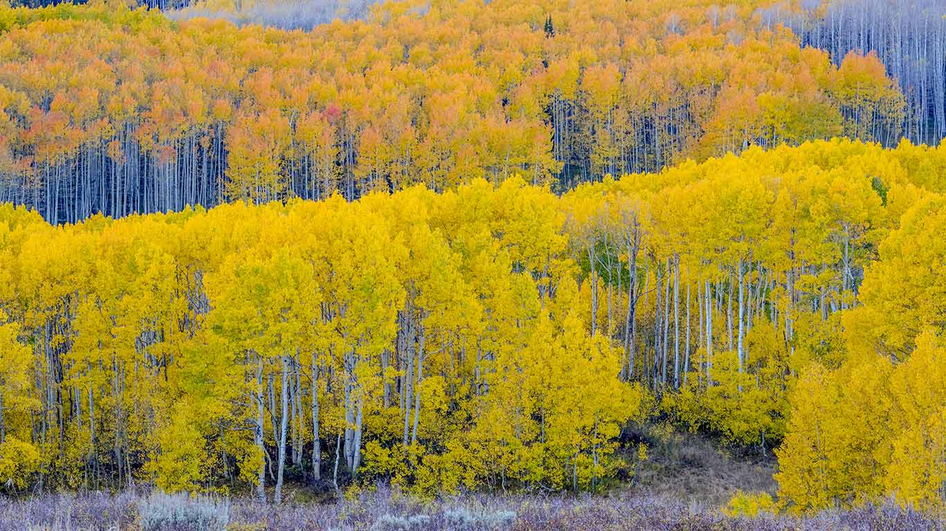 金色时节 | 瓜兹曼山口附近的秋日山杨林,犹他州,美国 (© Danita Delimont/Shutterstock) - 2026/09/22