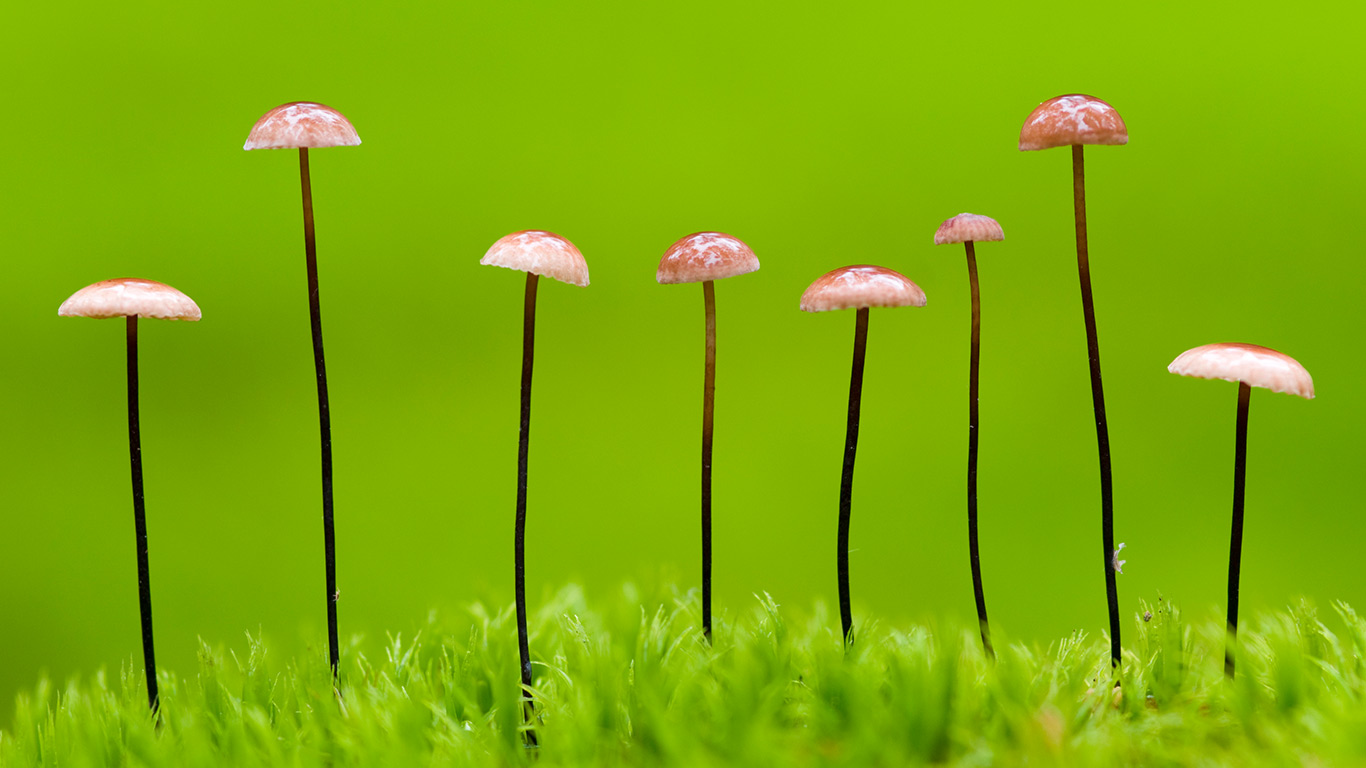 脚下的世界 | 马鬃小皮伞,白俄罗斯 (© Máté/Nature Picture Library) - 2026/09/01