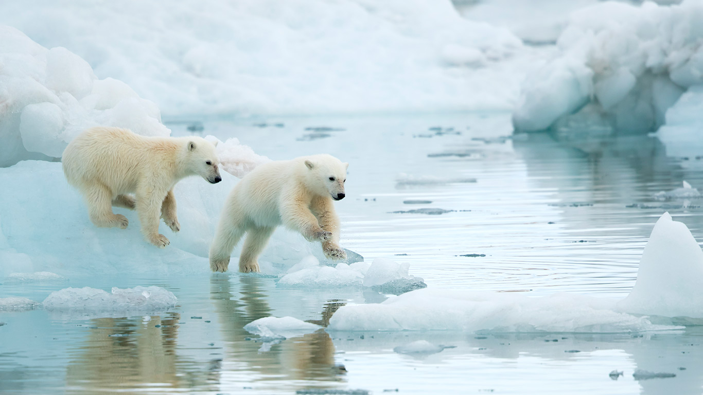 北极的新晋探索者 | 斯瓦尔巴群岛玩耍的北极熊幼崽，挪威 (© Danny Green/Nature Picture Library) - 2026/09/16