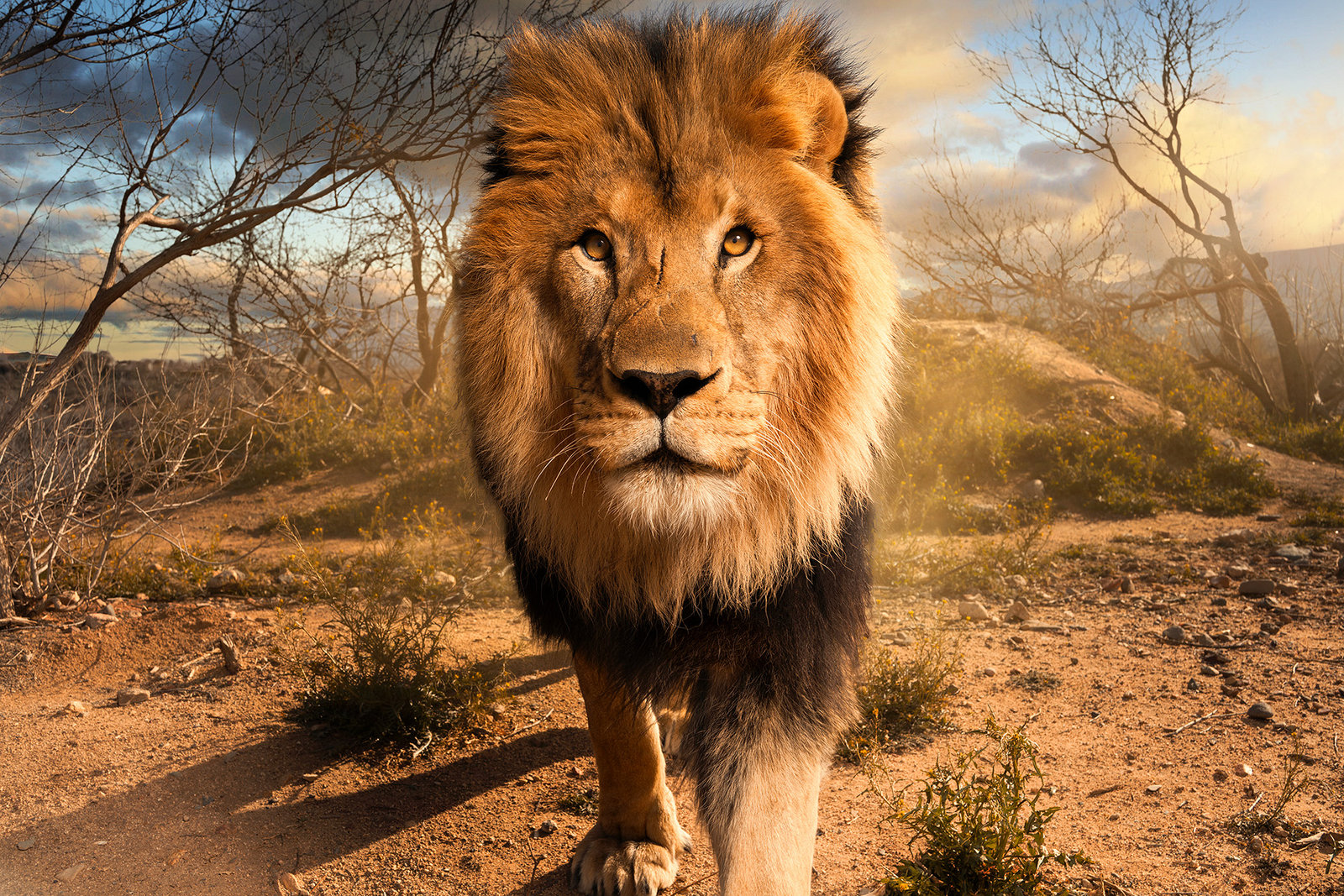 A lion photographed at Out of Africa Wildlife Park in Camp Verde, Arizona, by commercial photographer Blair Bunting. Created as part of an ongoing personal wildlife series, the portrait uses carefully controlled commercial lighting to emphasize the lion’s individuality, presence, and quiet power.