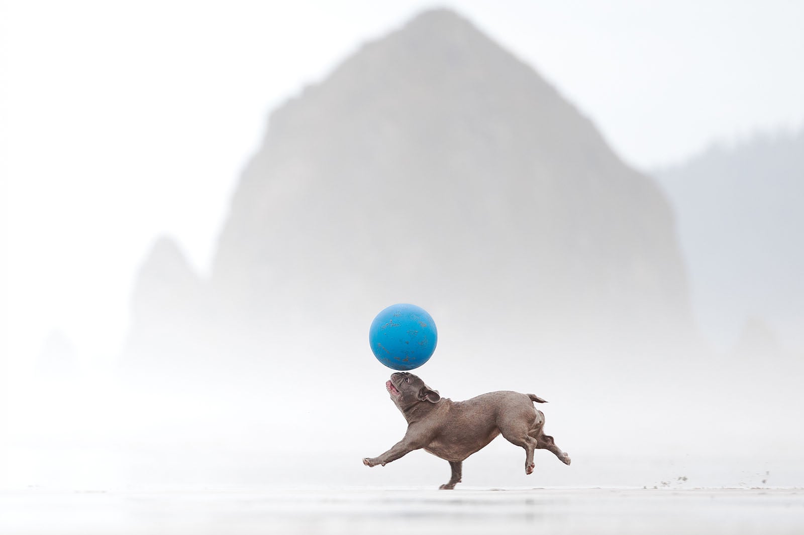 《Mission Balance.》(平衡任务),加夫列拉·莱昂(Gavriella Leon,美国),动态组第二名。图片:Dog Photography Awards/摄影师。