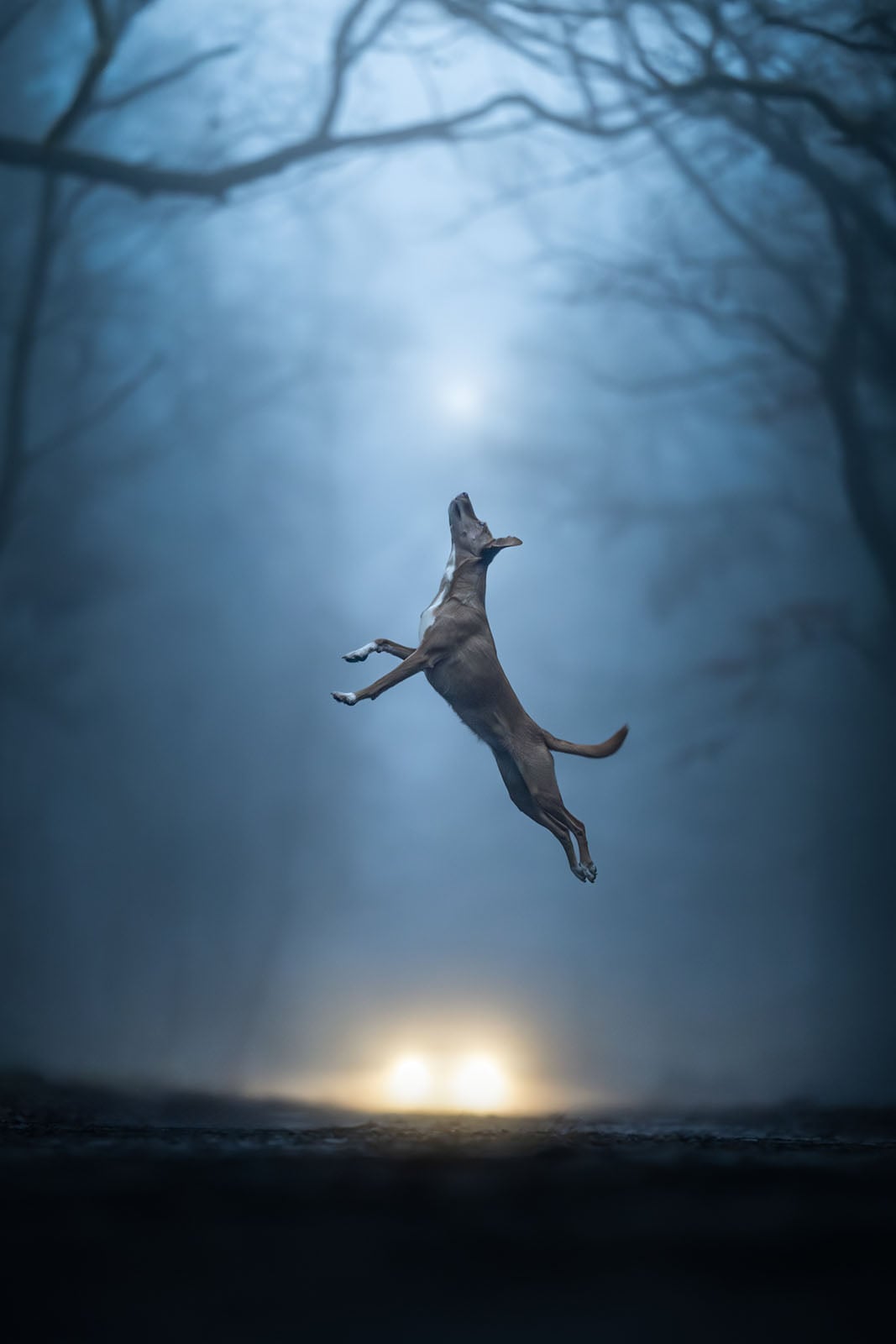 《Weightless.》(失重),琳达·格洛姆(Linda Glomb,德国),动态组第三名。图片:Dog Photography Awards/摄影师。