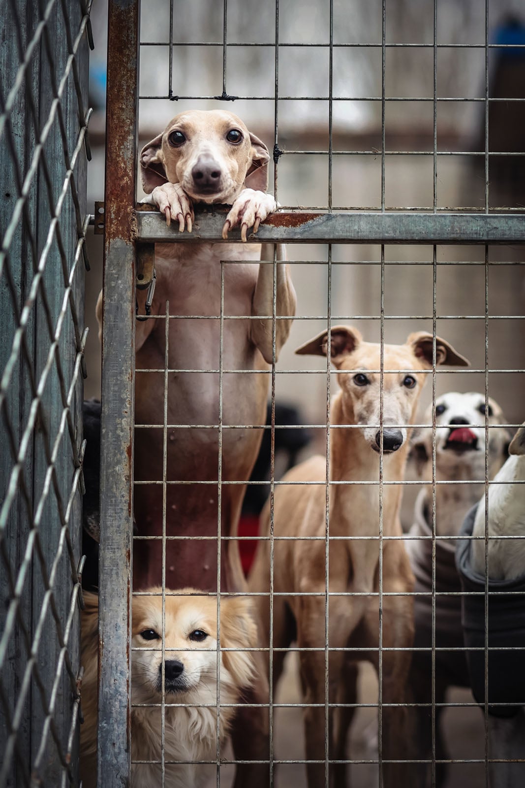 《Waiting.》(等待),张天航(Tianhang Zhang,中国),纪实组第一名。图片:Dog Photography Awards/摄影师。