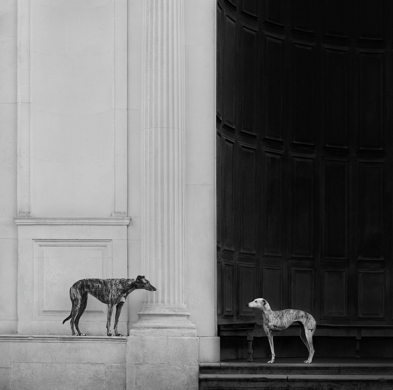 《Run.》(跑),埃莱娜·马尔基(Elena Marchi,英国),开放组第一名。图片:Dog Photography Awards/摄影师。