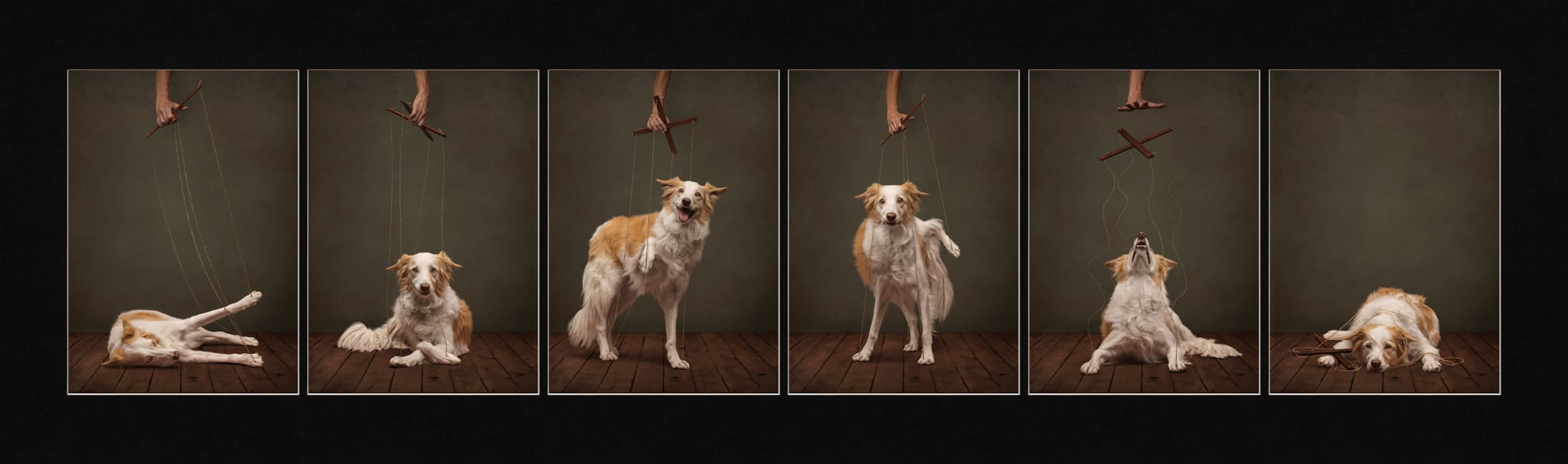 《Losing Control.》(失控),卡莉·索登(Callie Soden,美国),开放组第二名。图片:Dog Photography Awards/摄影师。