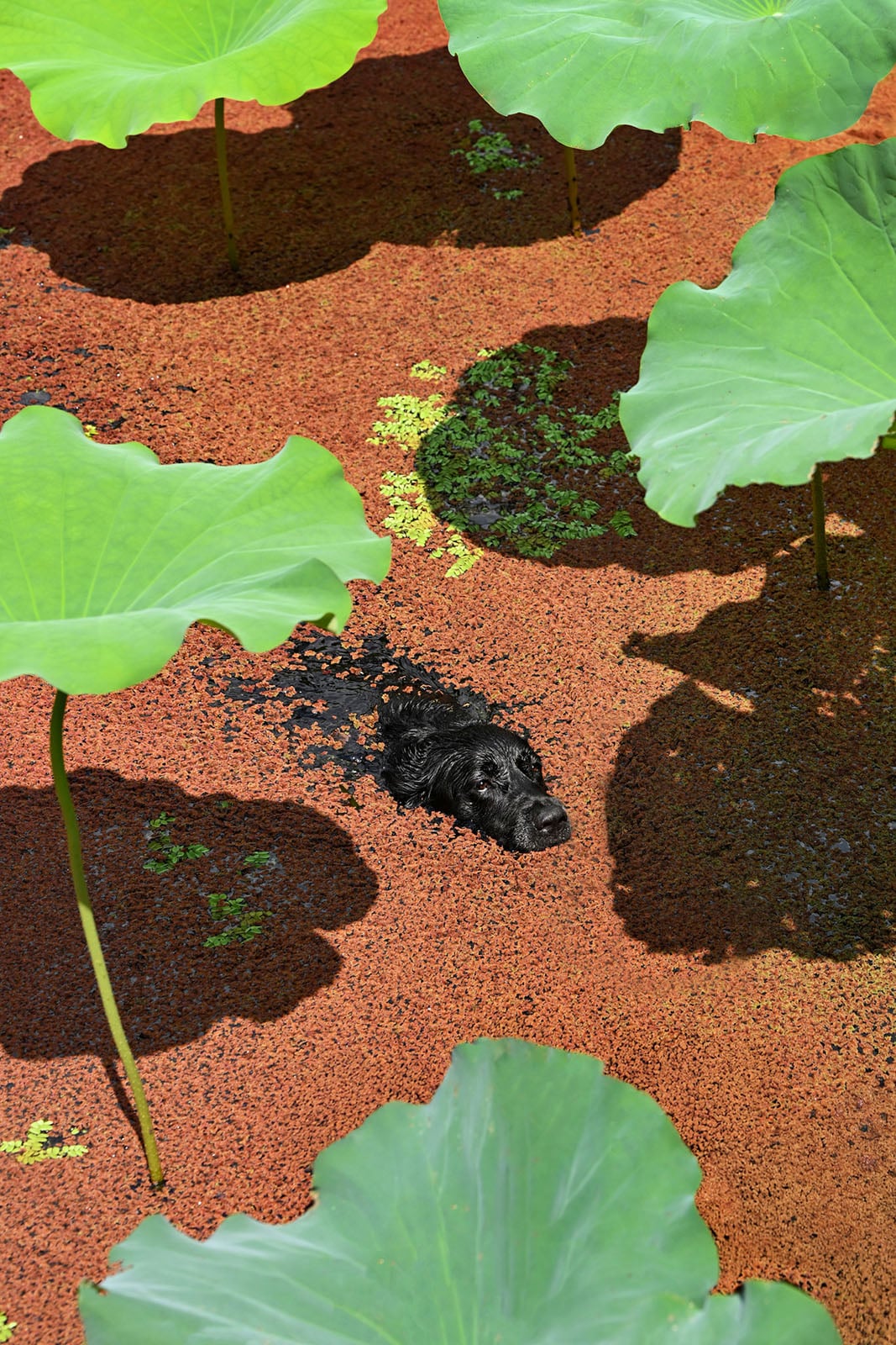 《Swimming.》(游),张天航(Tianhang Zhang,中国),开放组第三名。图片:Dog Photography Awards/摄影师。