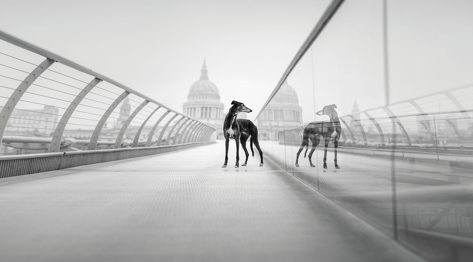 《Beyond the Track》(赛道之外),埃莱娜·马尔基(Elena Marchi,英国),肖像组第一名。图片:Dog Photography Awards/摄影师。