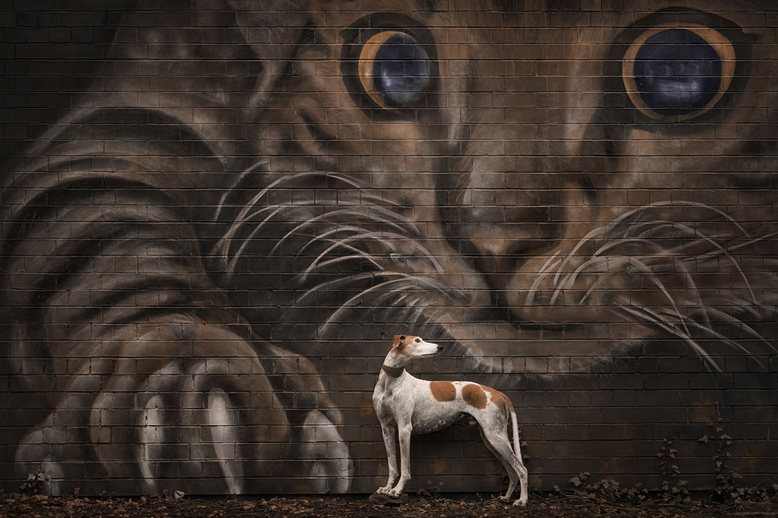 《The Hunter Becomes the Hunted》(猎人反成猎物),苏珊·朗(Susan Lang,英国),肖像组第二名。图片:Dog Photography Awards/摄影师。